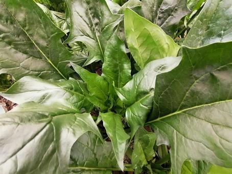 1束のほうれん草 1束のほうれん草の写真