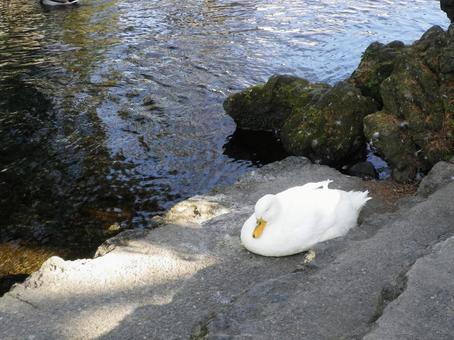 水辺でうとうと眠る白いアヒル アヒル,カモ,鳥の写真素材