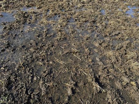 秋雨上がりの田んぼ 田んぼ,水田,水の写真素材