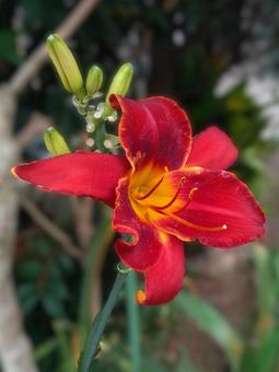 8 ヘメロカリス 右(花弁6) 日陰 8 ヘメロカリス 右(花弁6) 日陰の写真
