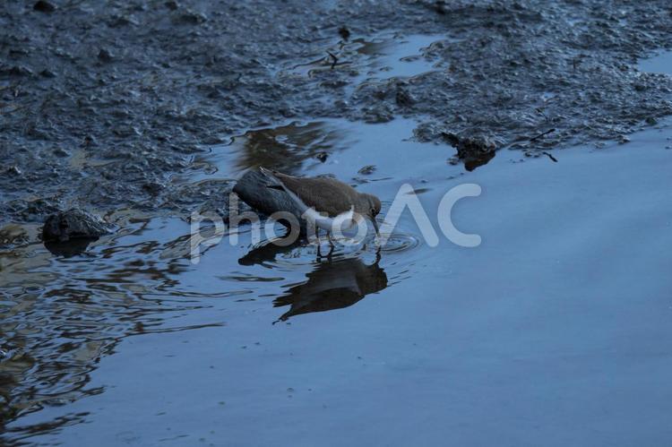 水面に嘴をさすシギ シギ,鳥,野鳥の写真素材