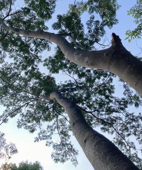 樹木 樹木の写真
