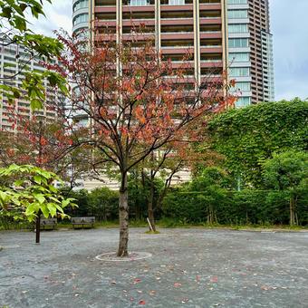 公園の紅葉 紅葉した葉っぱ,赤い,秋の写真素材