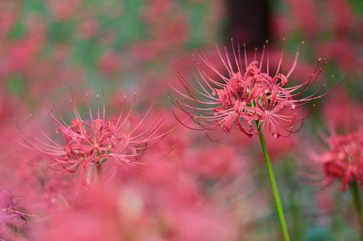 彼岸花 彼岸花の写真