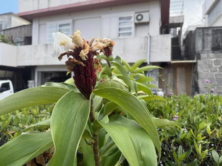 花 花の写真