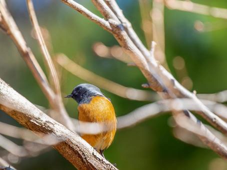 照片, 黄尾鸲, 乔比奥, 雄性daurian redstart, 