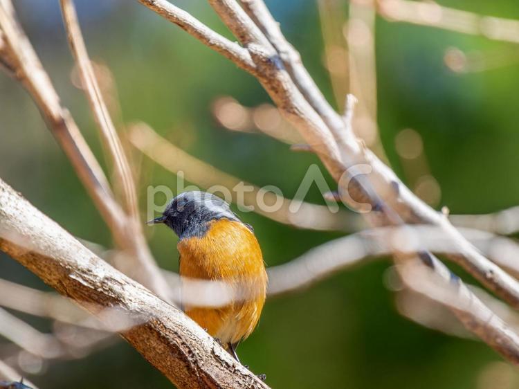 枝にとまるジョウビタキのオス ジョウビタキ,ジョビオ,ジョウビタキのオスの写真素材
