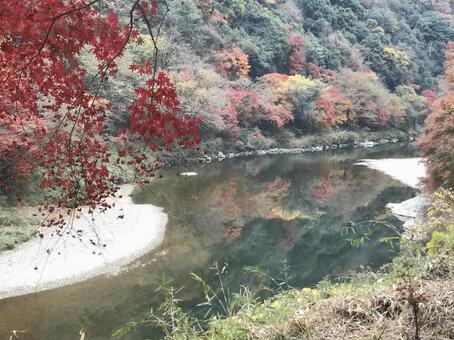 紅葉 紅葉の写真