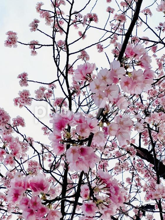 桜の枝と花 満開の桜,桜の枝,桜の木の写真素材