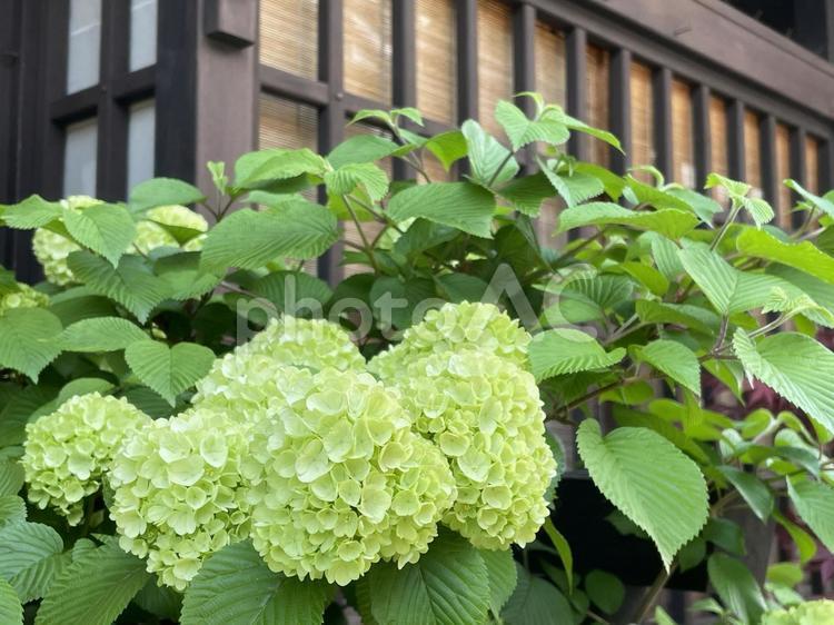 風情ある庭先の小手毬 小手毬,あじさい風,景観の写真素材