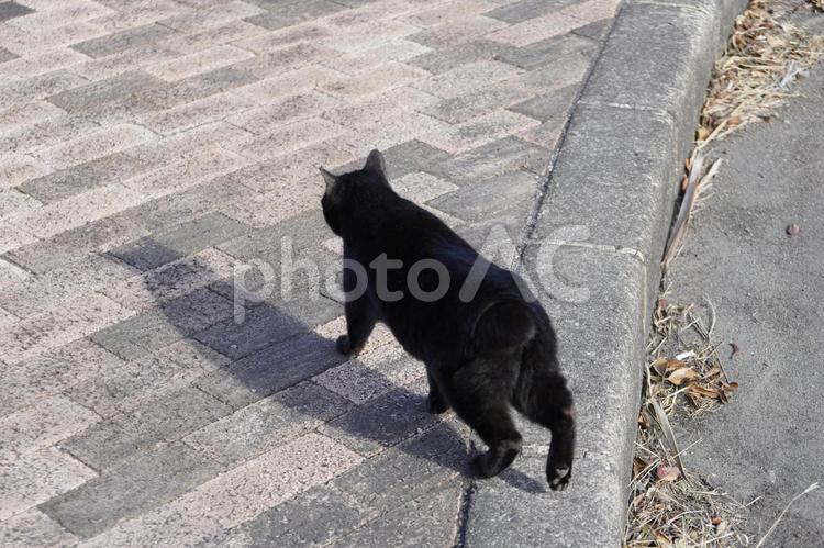 まったり野良猫 野良猫,猫,ネコの写真素材