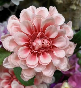花 花の写真