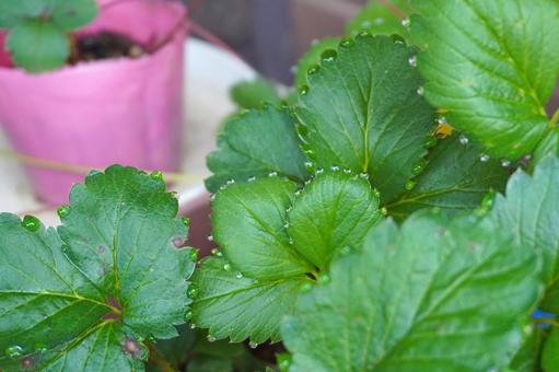 鉢植え苺苗の葉っぱと水滴08 苺苗,イチゴ,苗の写真素材