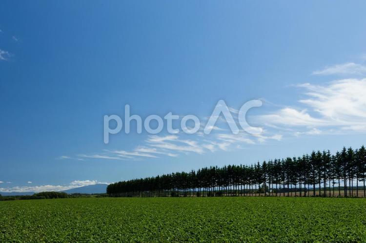 林と畑 いなか,きれい,のどかの写真素材