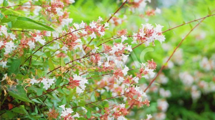 涼しい風の通り道に咲くアベリアの可愛い花 アベリア,ピンク色,白色の写真素材