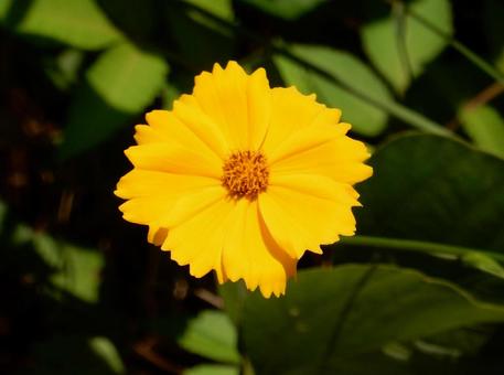 【花の写真】キンケイギク(金鶏菊) 【花の写真】キンケイギク(金鶏菊)の写真