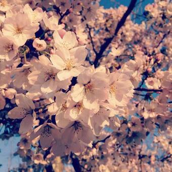 桜 2015 桜 2015の写真