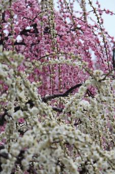 Photo, ume, spring, flower, 