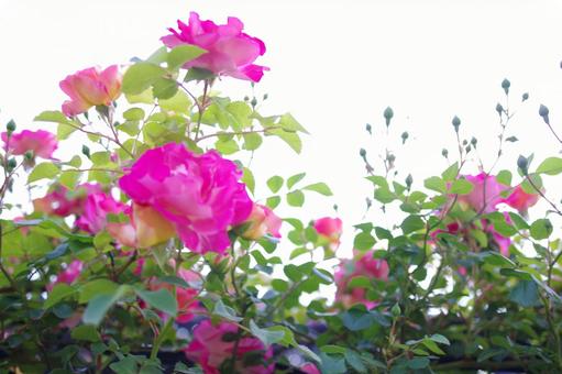 薔薇 薔薇の写真