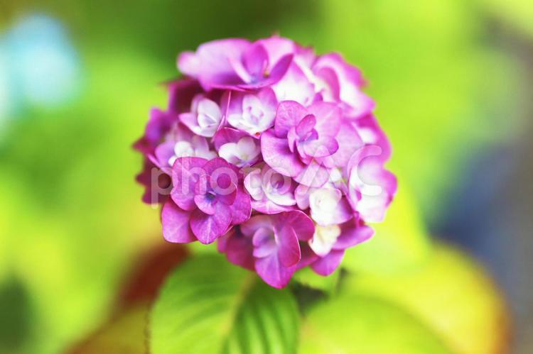 ブーケのようなピンク色の可愛い紫陽花の花 紫陽花,アジサイ,あじさいの写真素材