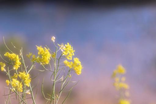 河川の菜の花 河川の菜の花の写真