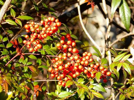 【植物写真】南天の実 南天,実,ナンテンの写真素材