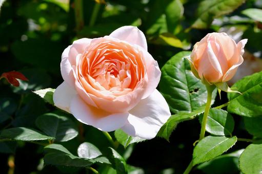 薔薇 アンブリッジローズ 薔薇 アンブリッジローズ 薔薇,アンブリッジローズ,花の写真素材