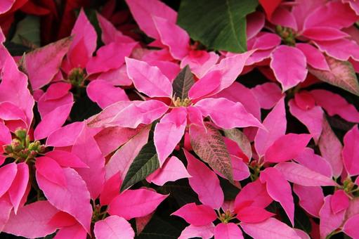 ポインセチア　咲く風景 ポインセチア,観葉植物,コントラストの写真素材