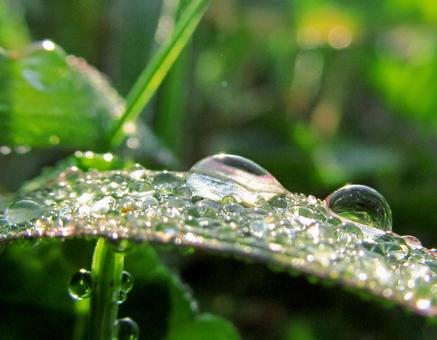 水滴と朝の光Water drops 水滴と朝の光Water dropsの写真