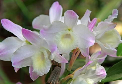 デンドロビウム デンドロビウムの写真