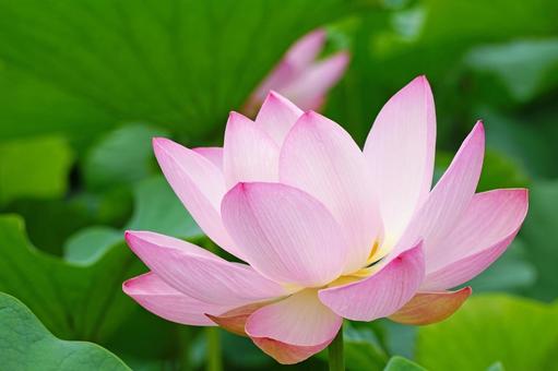 蓮の花のアップ 蓮の花のアップ 蓮,ハス,蓮の花の写真素材