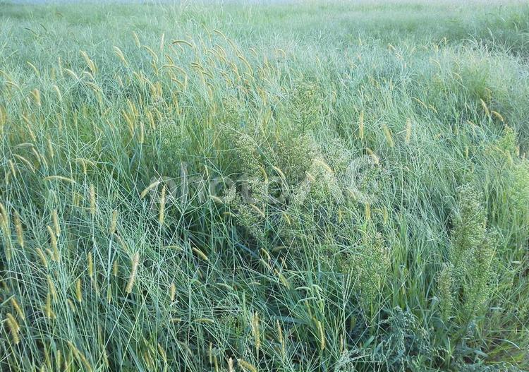 秋の緑の草 ねこじゃらし,エノコログサ,フィールドの写真素材