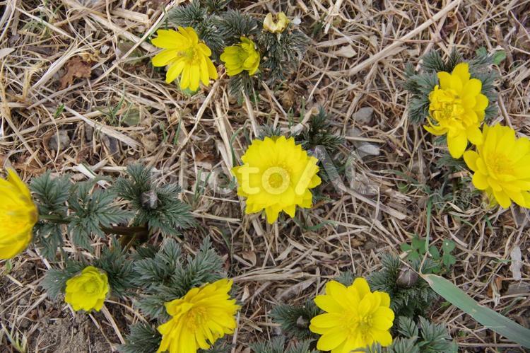 満開の福寿草の花たち 福寿草,花,黄色の写真素材