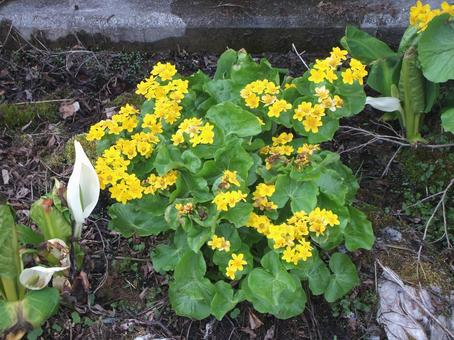 エゾノリュウキンカと水芭蕉 エゾノリュウキンカと水芭蕉 エゾノリュウキンカ,水辺,湿地の写真素材