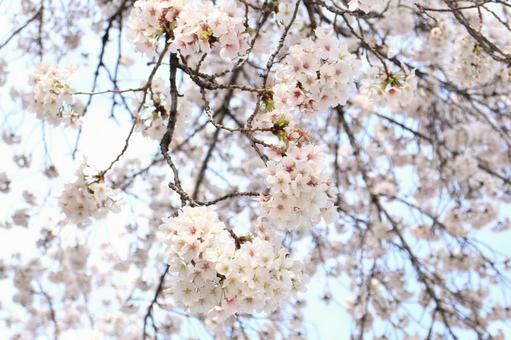 【花の写真】桜 【花の写真】桜の写真