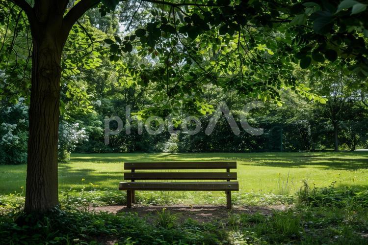 木陰のベンチと夏の公園風景 ベンチ,木陰,公園の写真素材