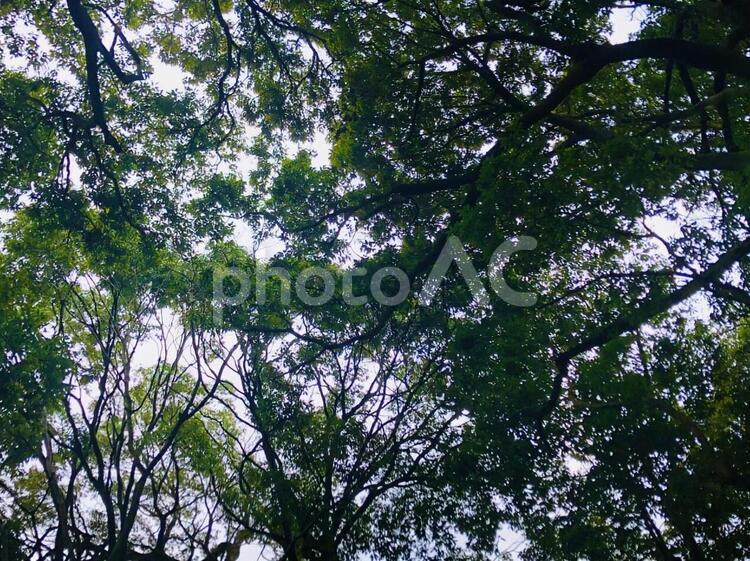 見上げた木々 見上げる,頭上,空の写真素材