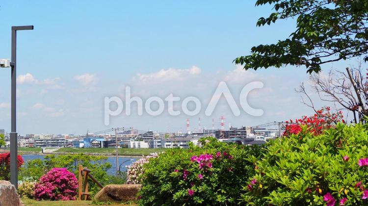なぎさ公園・ツツジ＆対岸の浦安・江戸川区 春,ツツジ,花の写真素材