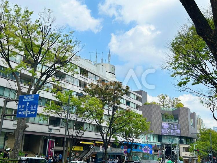 表参道の街並み 表参道,原宿,ケヤキ並木の写真素材