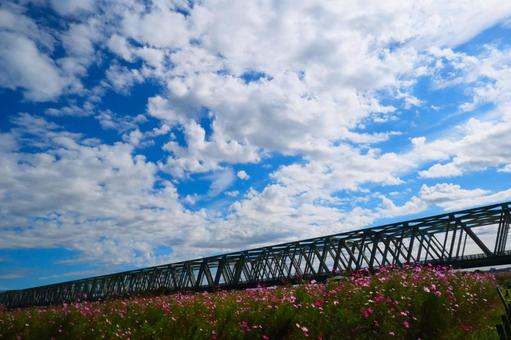 コスモスと青空 コスモスと青空の写真