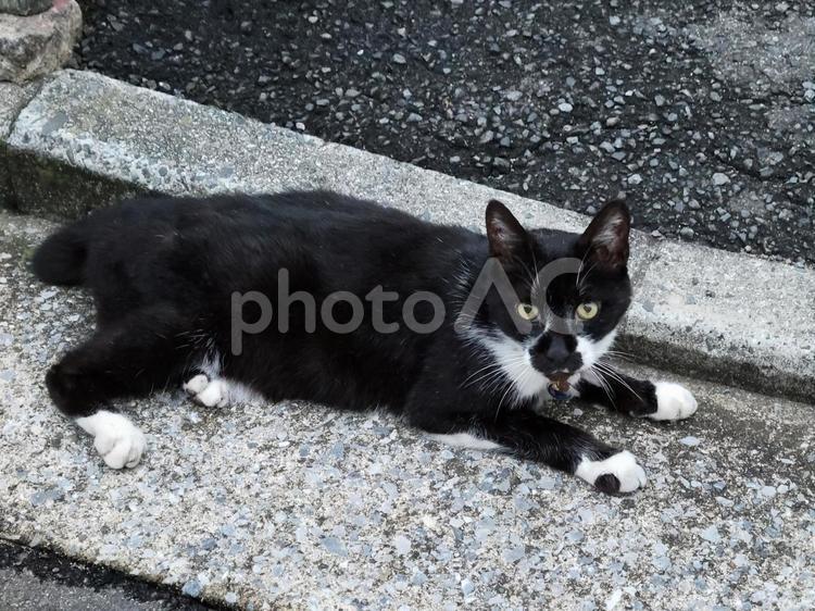 ちょび 猫,ペット,野良猫の写真素材