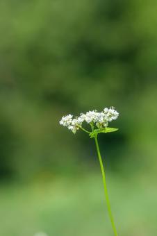 一本咲きの蕎麦の花と緑の背景 一本咲きの蕎麦の花と緑の背景の写真