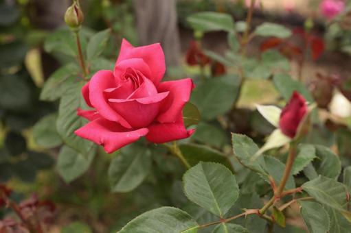 バラ園にて赤い薔薇を撮影しました バラ園にて赤い薔薇を撮影しました 花,薔薇,自然の写真素材