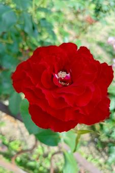 Red Rose, JPG Red Rose, JPG