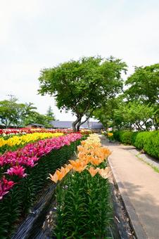 色鮮やかな満開のゆり園 色鮮やかな満開のゆり園 ゆり,ユリ,百合の写真素材