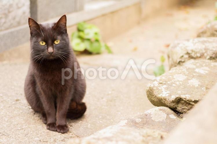 こちらをじっと見つめる黒猫 猫,野良猫,黒猫の写真素材