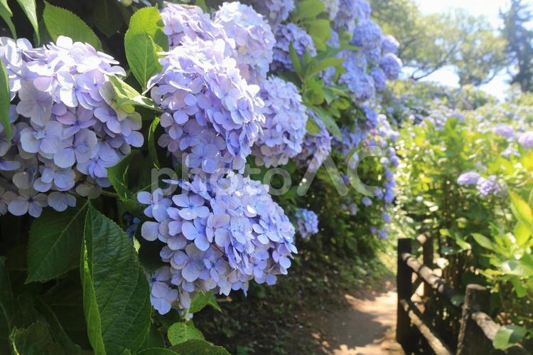 下田城址公園の素晴らしい紫陽花祭り 紫陽花祭り,下田城址公園,紫陽花の写真素材