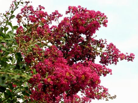 公園内で花を付けるサルスベリ サルスベリ,花,木の写真素材