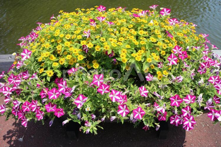 黄色い花を囲んだピンクがかわいい花の寄せ植え メランポジューム,きいろい花,ペチュニアの写真素材
