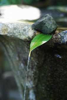 葉っぱの給水 葉っぱ,椿の葉,給水の写真素材